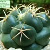 17a_ Coryphantha_ elephantidens_ ssp.elephantidens _SB31 _04